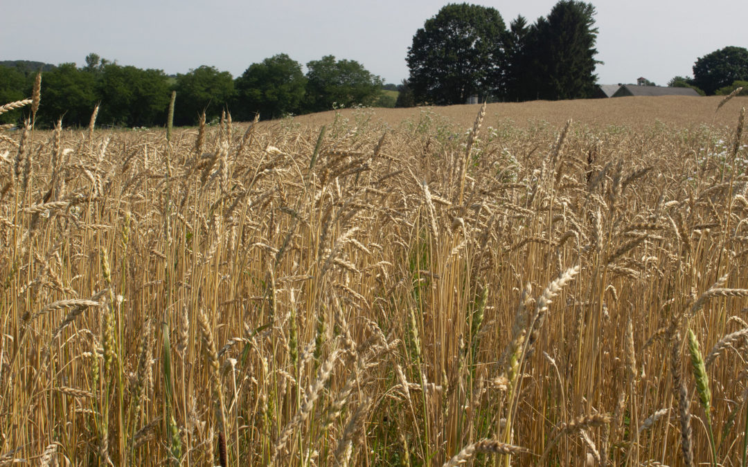 Benefits of Small Grains in an Organic Crop Rotation