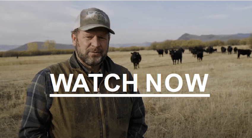 A person standing in a field with cows in the background

Description automatically generated