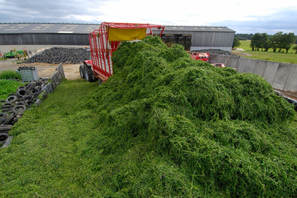 early-cut alfalfa