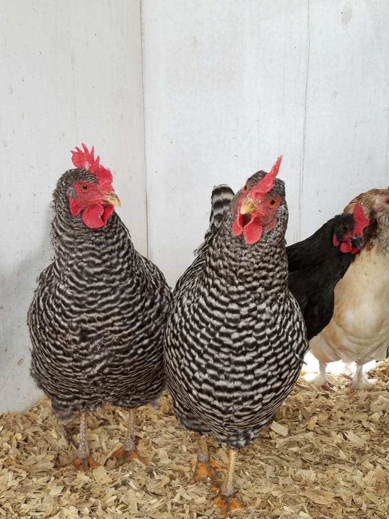 barred hens