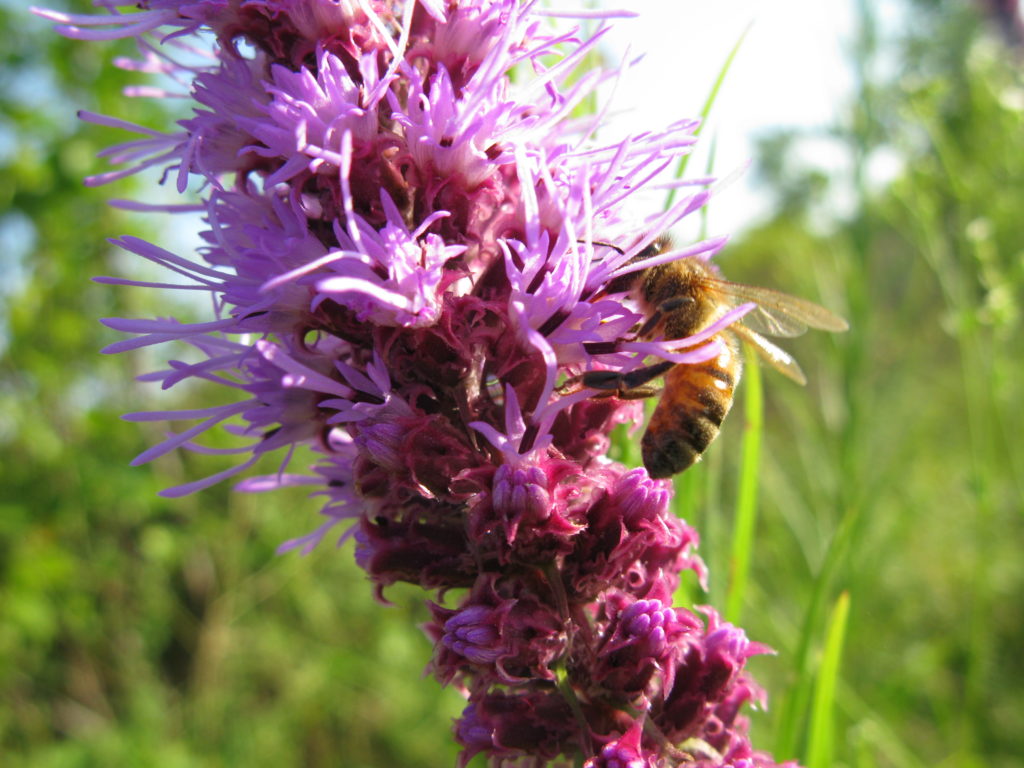 Blazing star (Liatris)