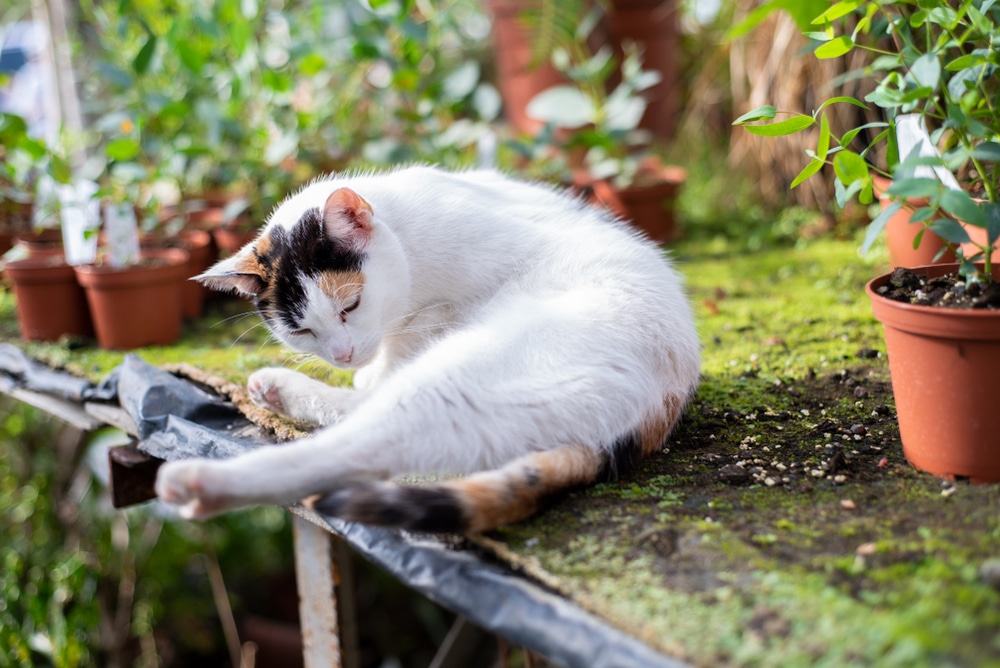 Cat in a greenhouse