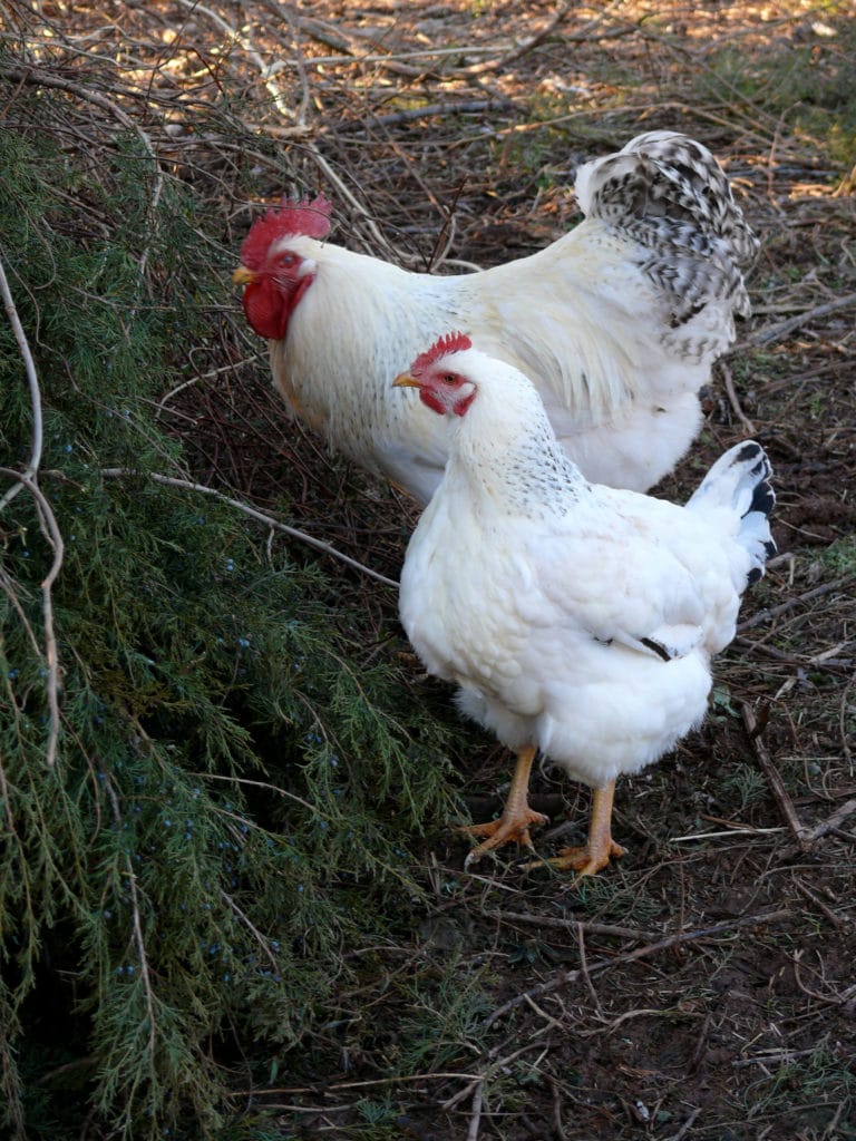 pullet and cockerel