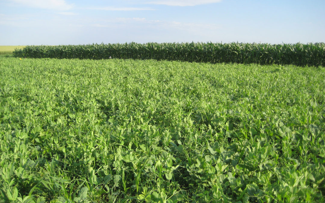 Cover Crops Don’t Deplete Moisture