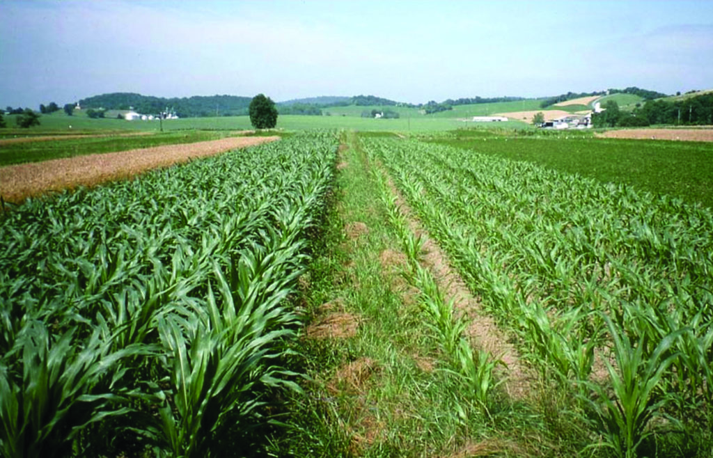 Rows of organically managed corn on the left compared to rows of conventionally managed corn on the right