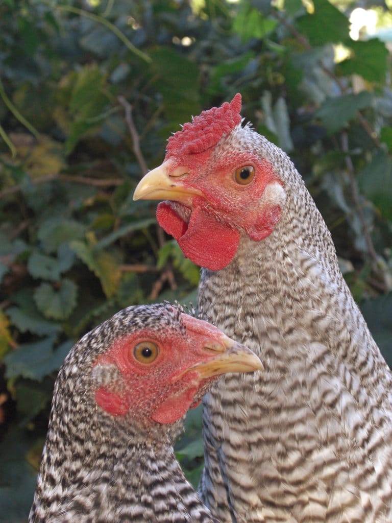 pullet and cockerel dominique