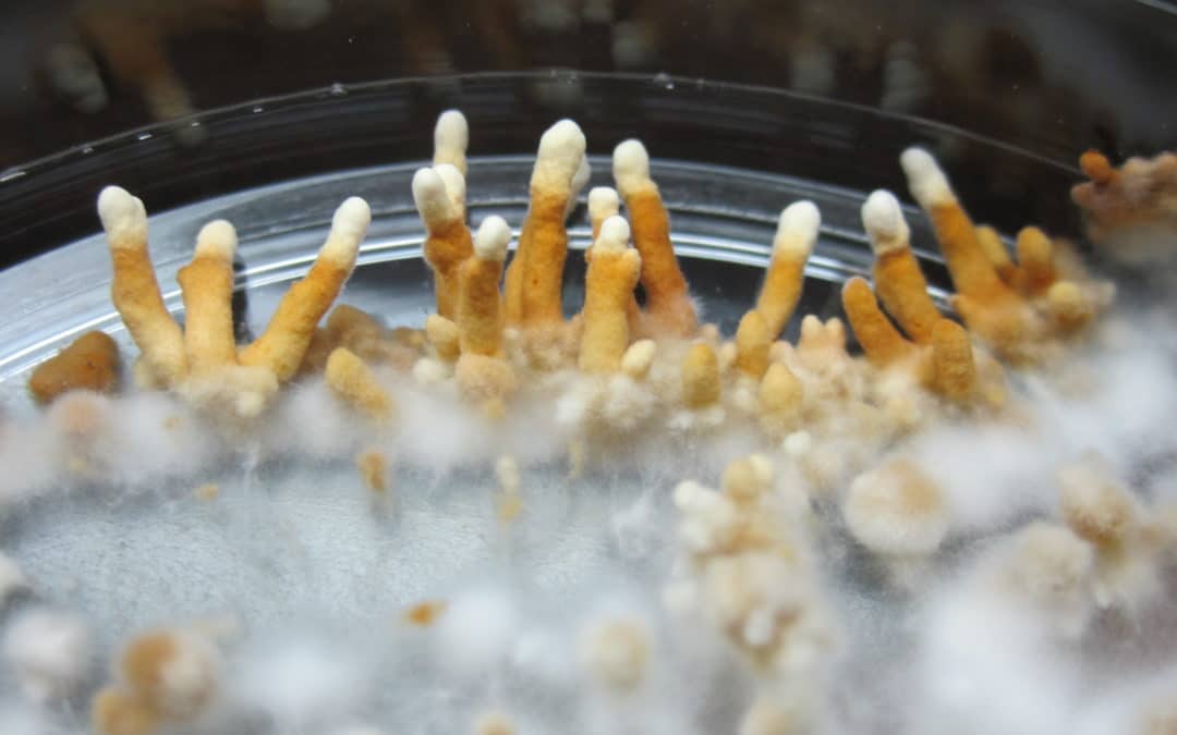 Interview: Fungi Guru Tradd Cotter Talks Mycoremediation, Mushroom Farming and Developing Research