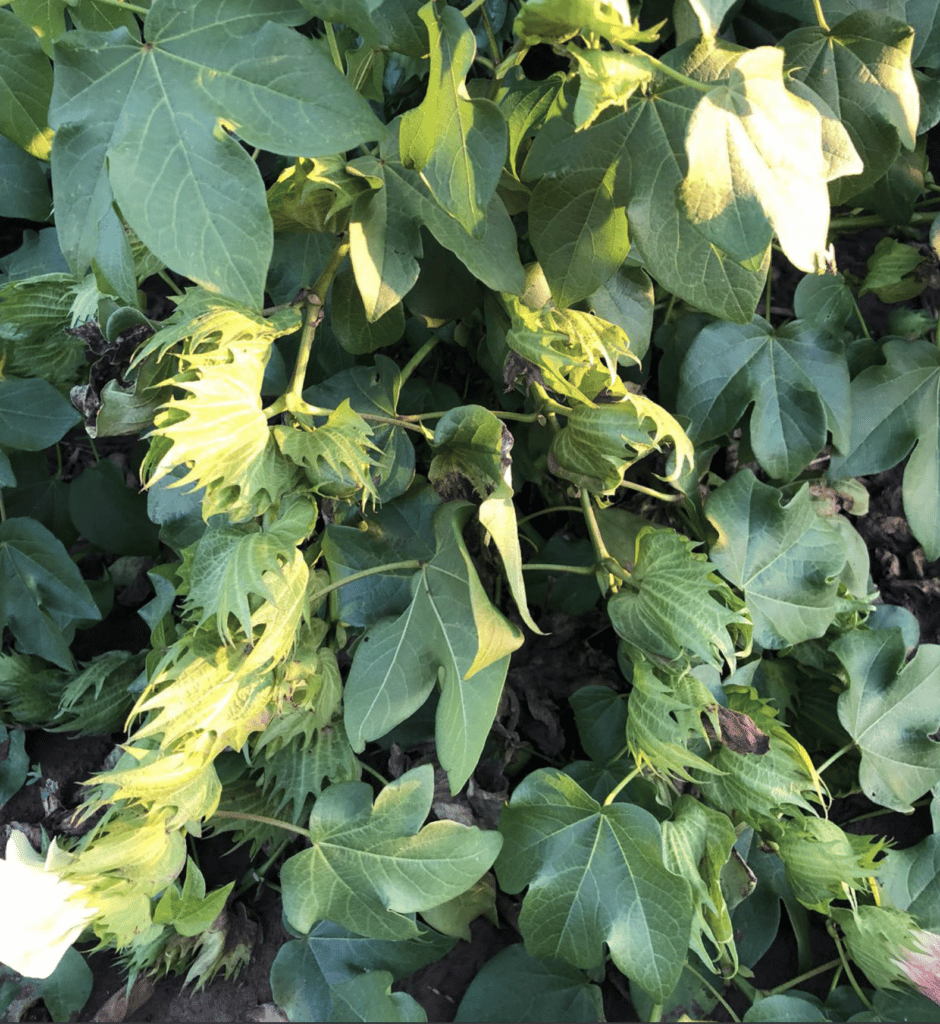 closeup of cotton plant leaves