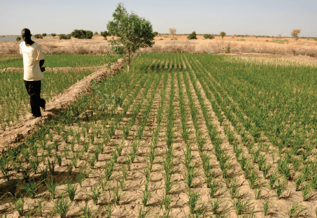 agricultural field