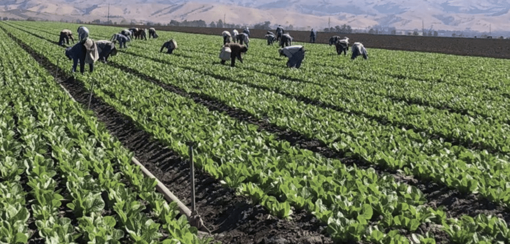 workers in field