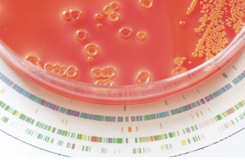 closeup of petri dish