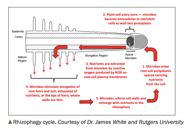 illustration demonstrating the rhizophagy cycle