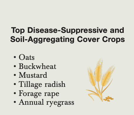 Image listing top disease-suppressive and soil-aggregating cover crops: oats, buckwheat, mustard, tillage radish, forage rape, annual ryegrass