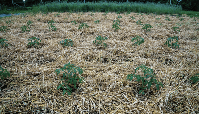 cover crop