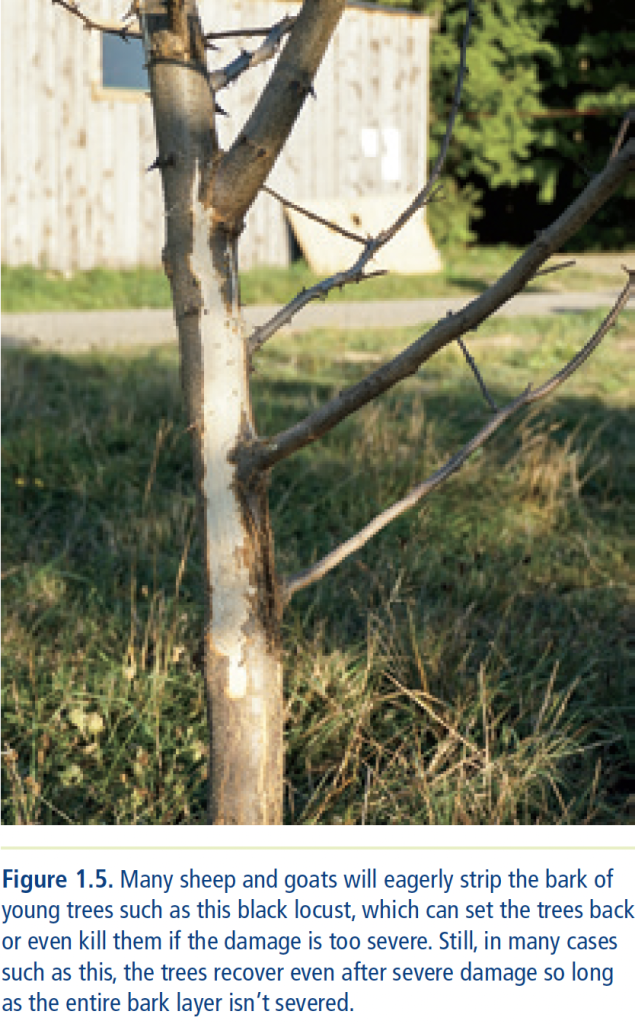 Bark image