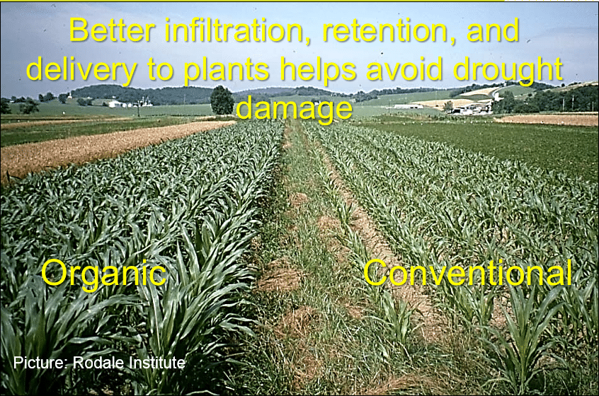 organic vs conventional fields