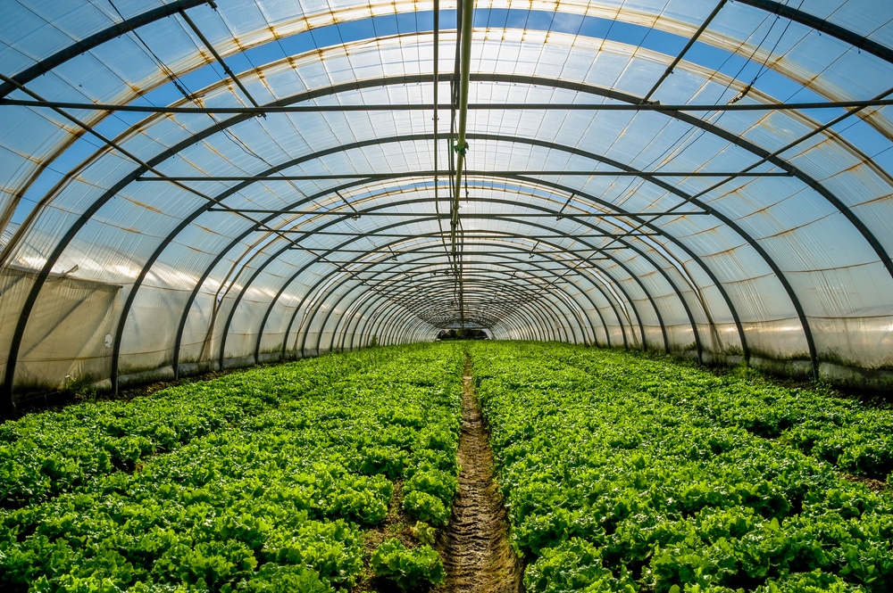Horticultural Terms for Vegetable Growers | EcoFarming Daily