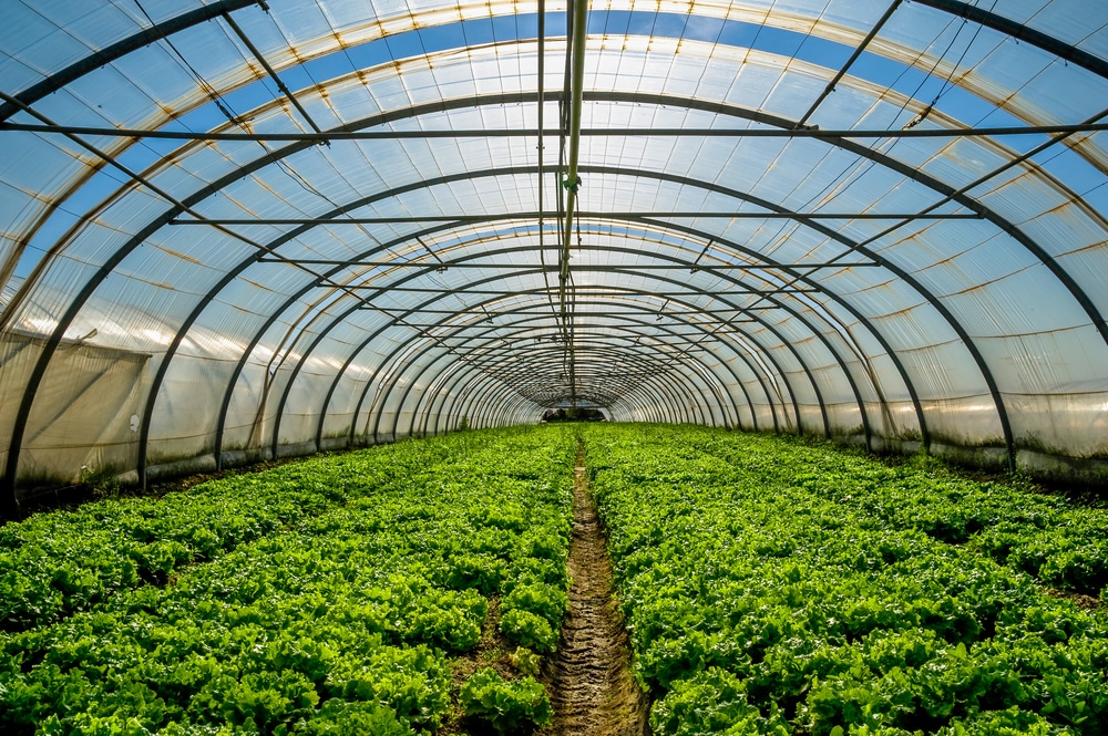 A horticulture greenhouse.