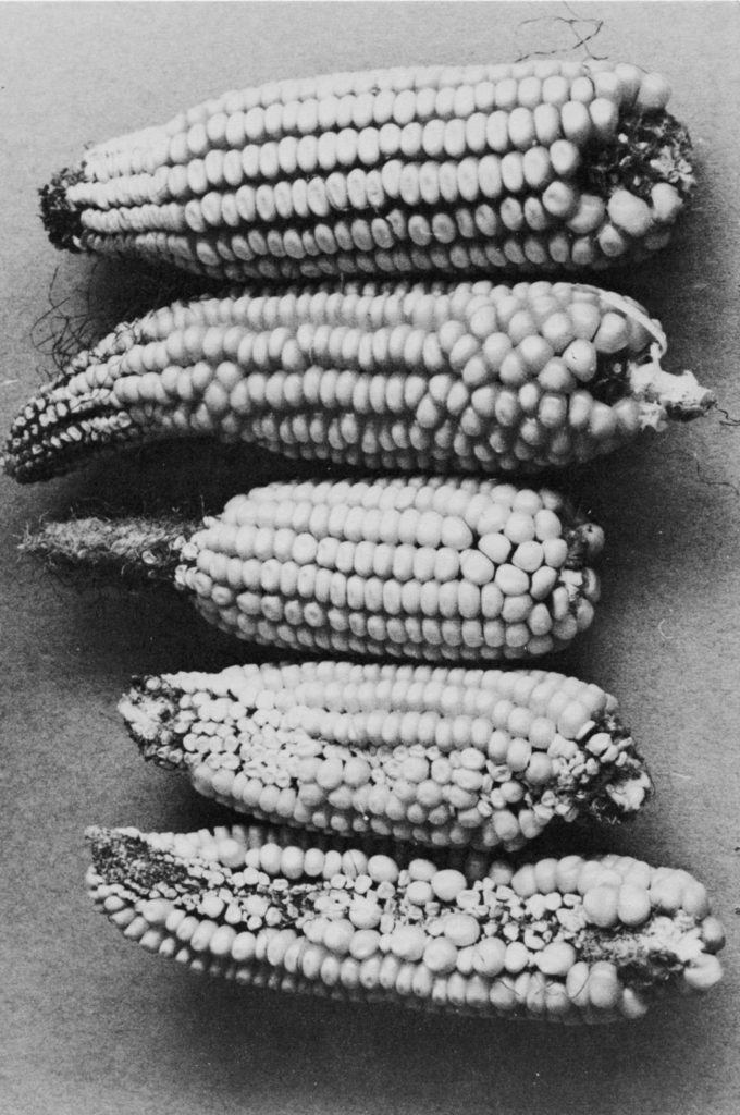 diseased corn