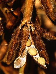 Soybean pods