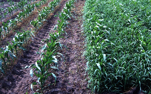 Weeds are not a problem when soybeans are planted in the right soil type.