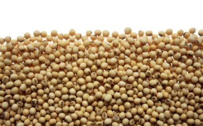 soybeans as food