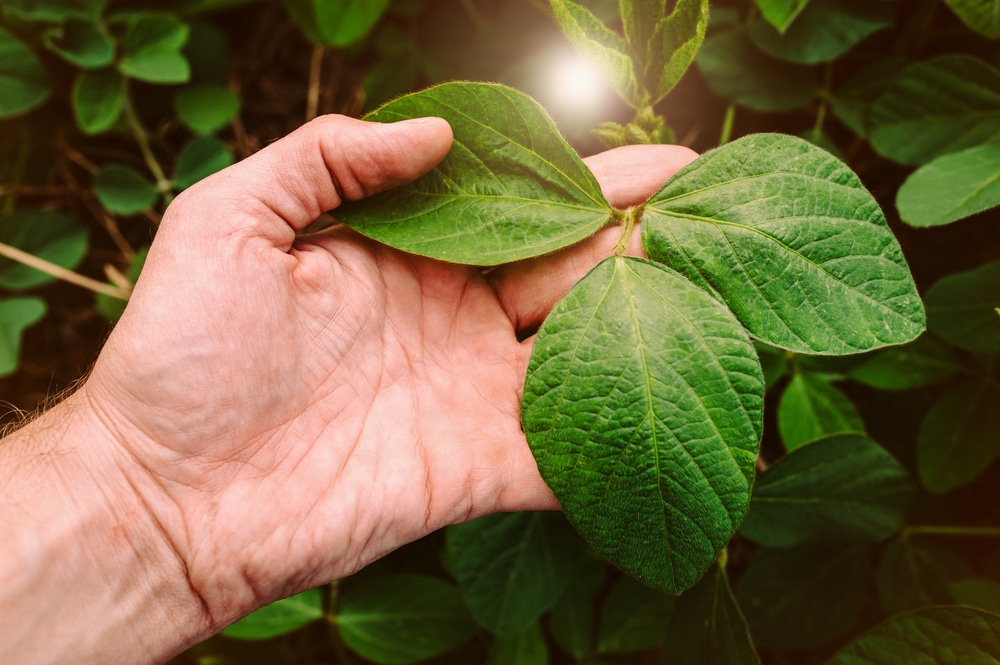 leaf analysis