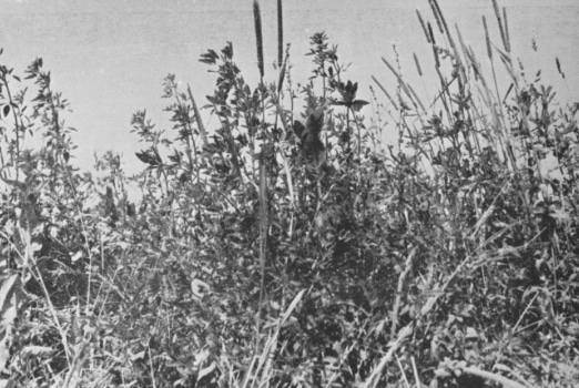 Forage Mixtures: Soil Types
