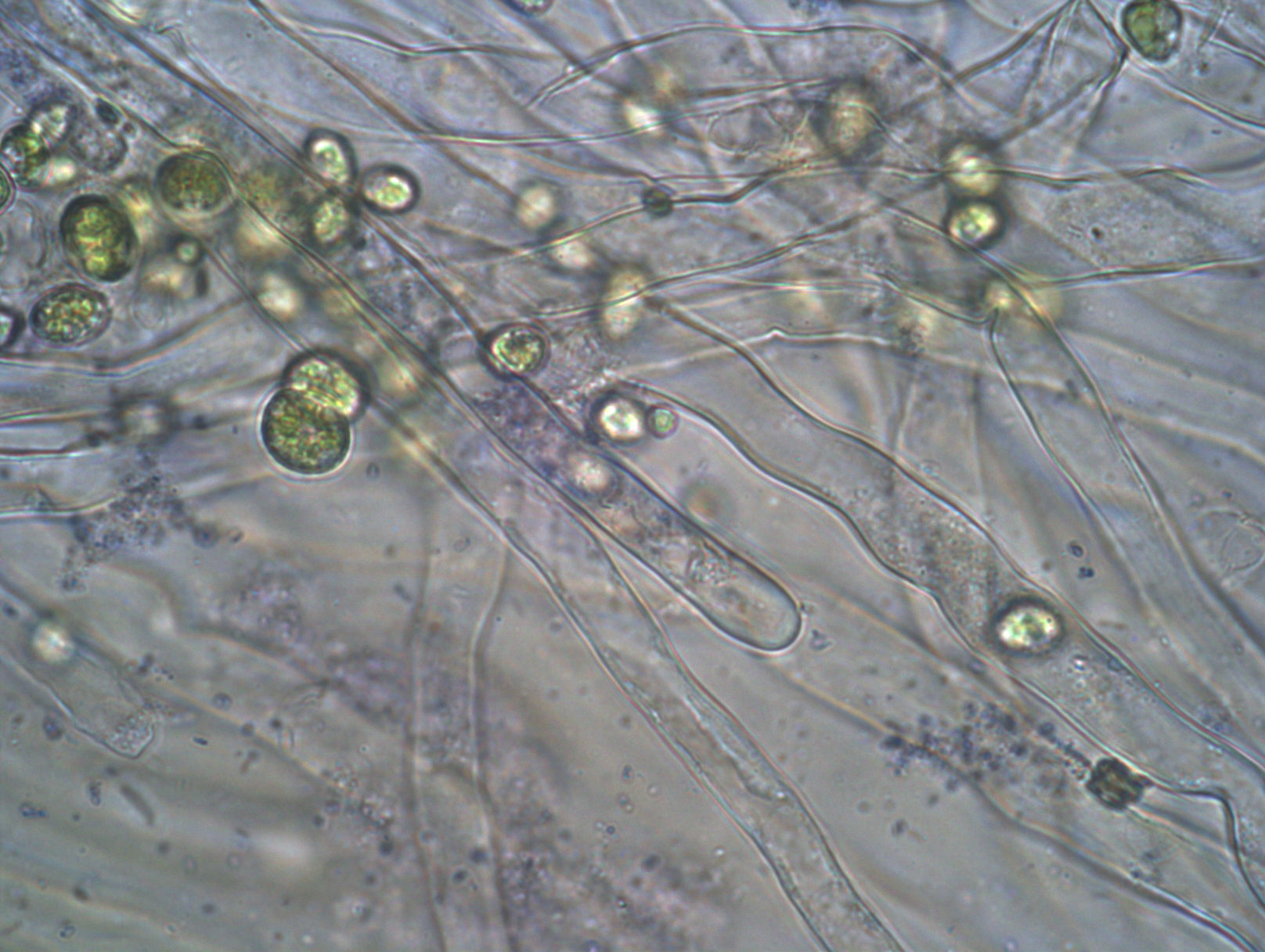 Microscopic view of a cell

Description automatically generated with medium confidence