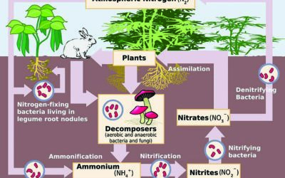 nitrogen cycle