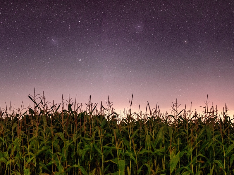 field of corn at night with stars above