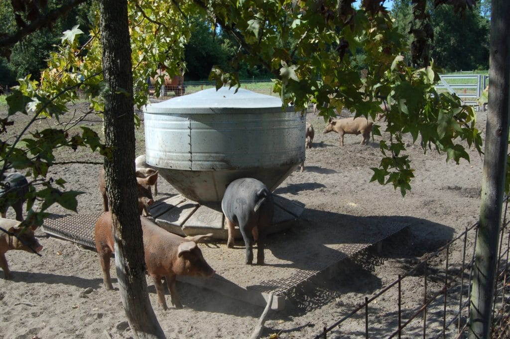 pigs at feeder