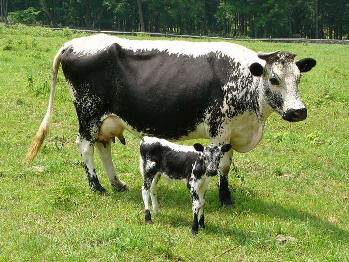 Randall cow and calf