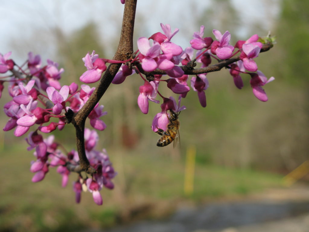 early-blooming redbud