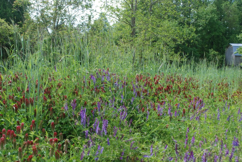 flowering cover crops