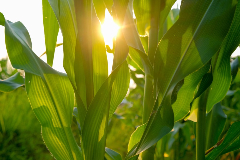 Sunlight on corn leaves