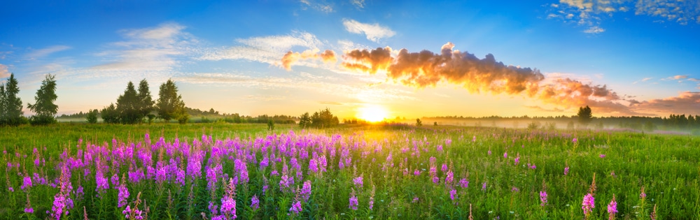 field of flowers at sunset