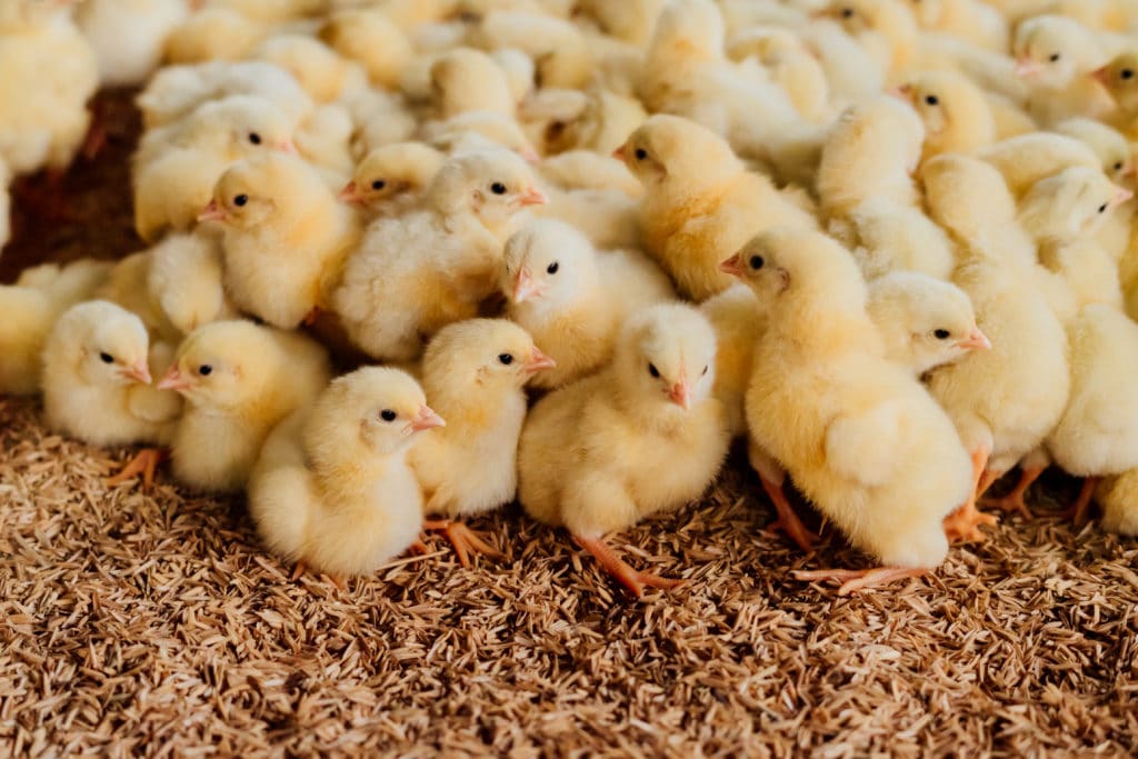group of chicks