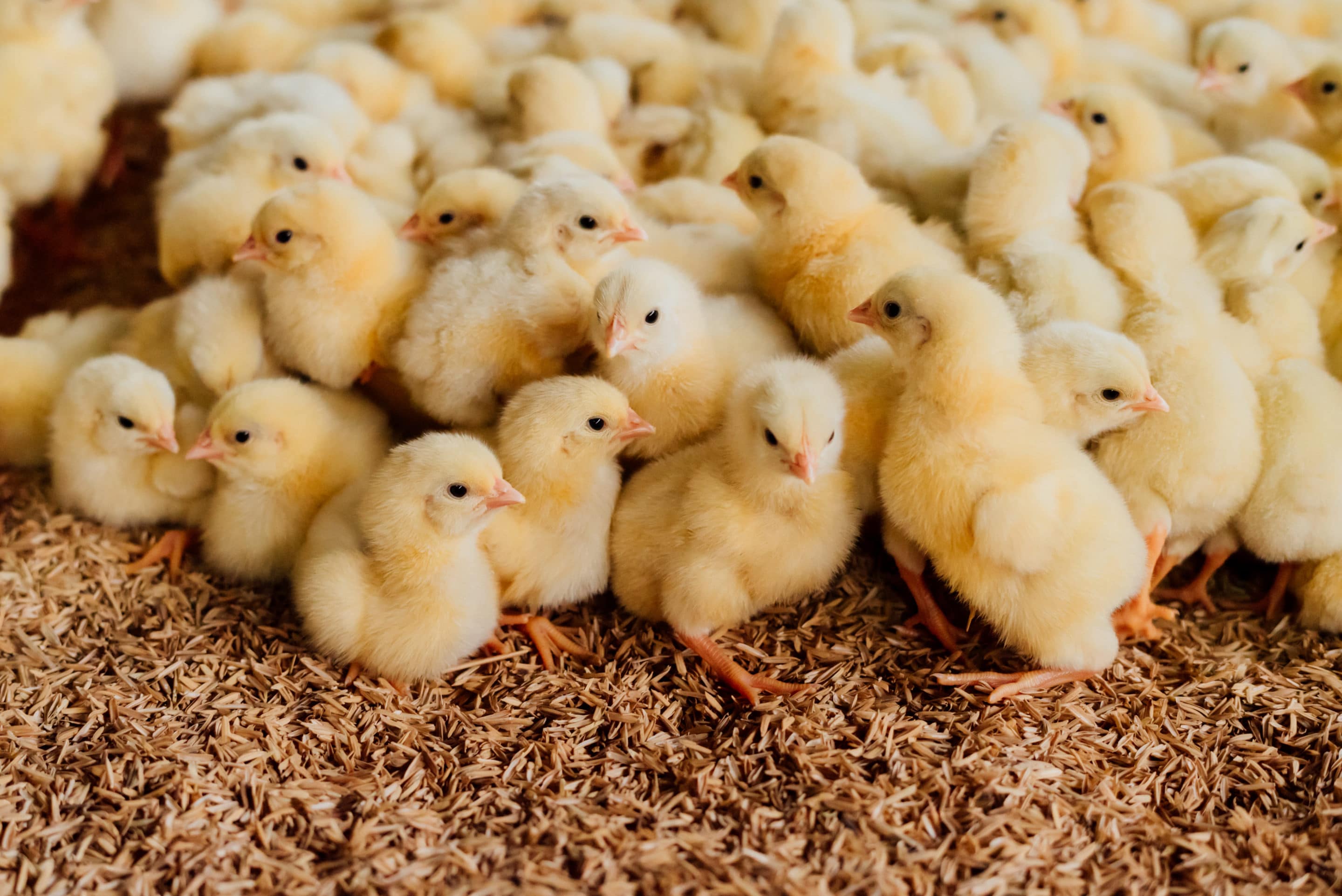 Starting a Flock with Baby Chicks EcoFarming Daily