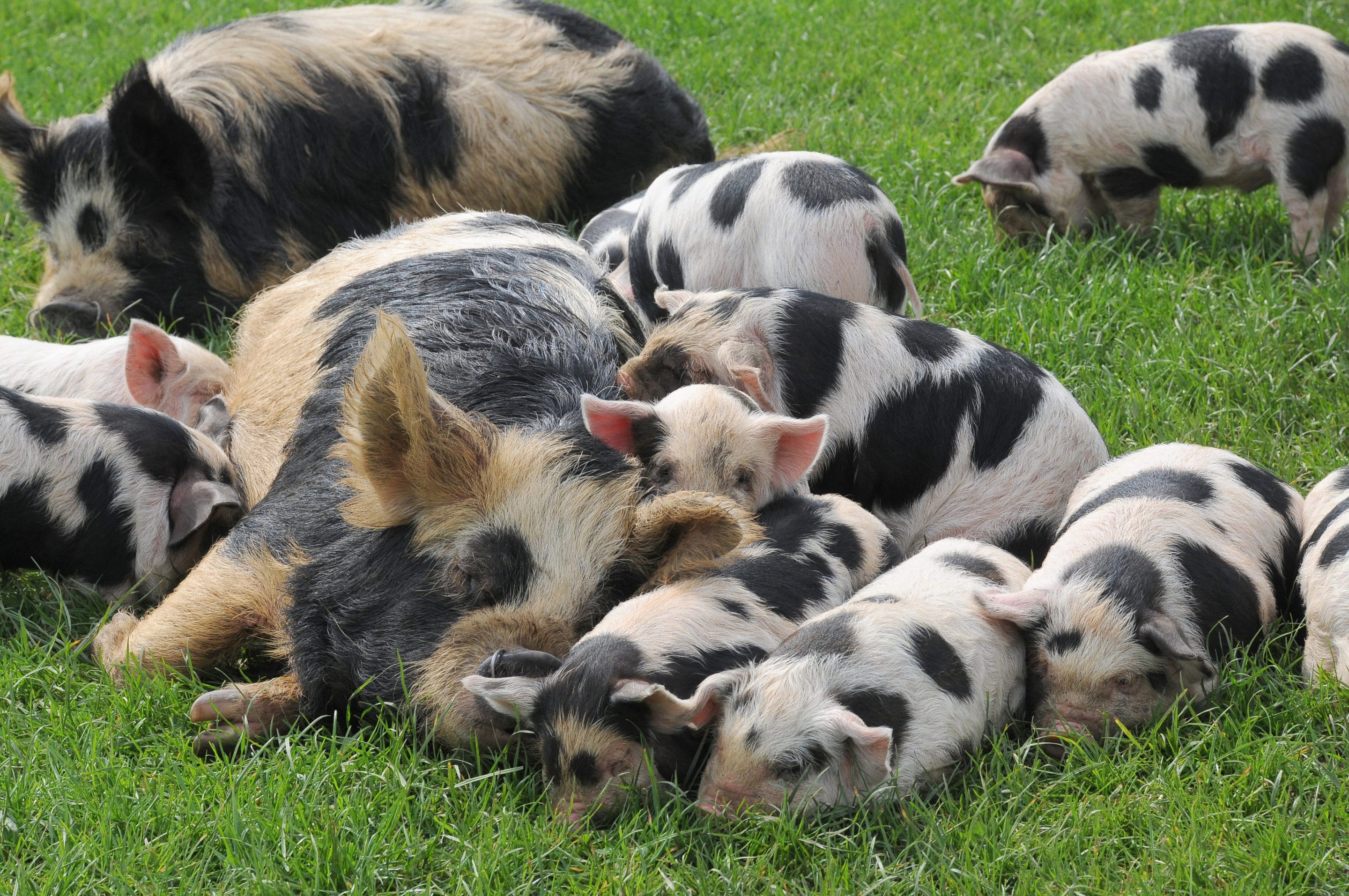 What Do Kunekune Pigs Eat 