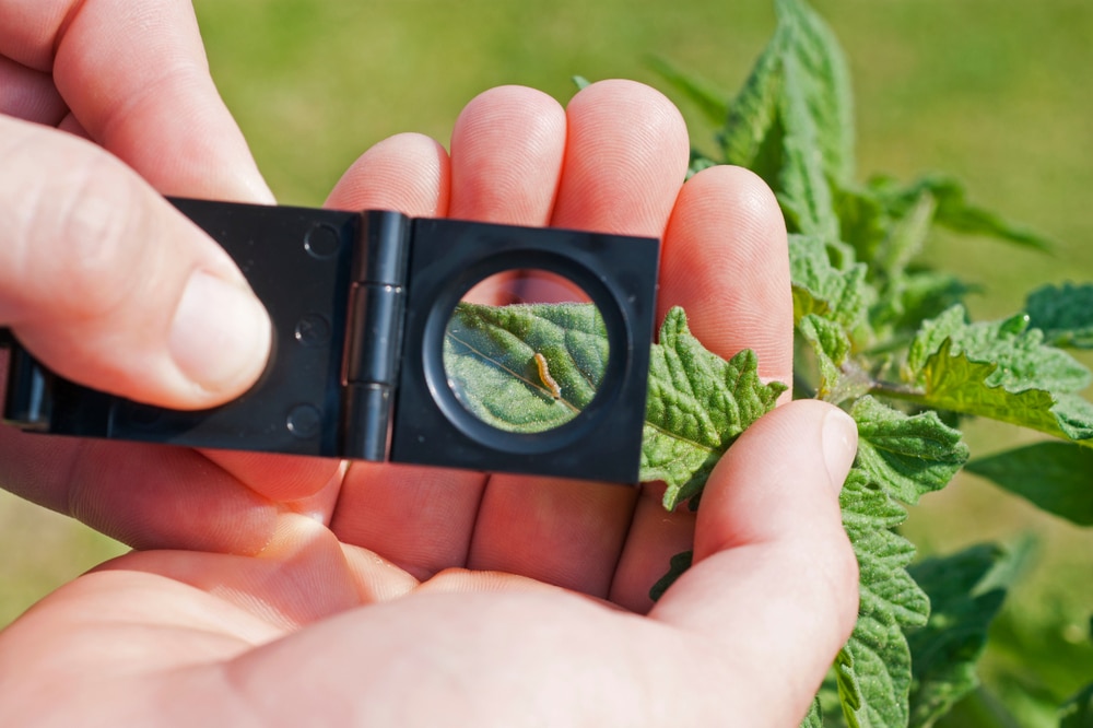 Picky-Eater Insects Pass On High Brix Plants