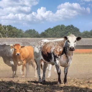 cattle in drought
