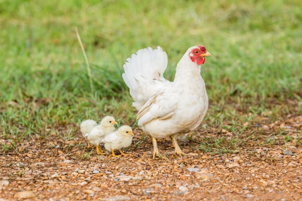 Chicken and baby chicks