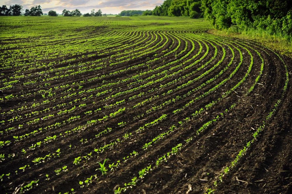 Crop Rotation: 7 Steps to Enhance Your Soil Life