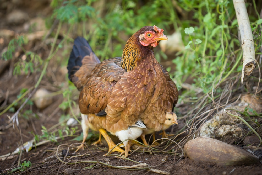 Breaking into the Egg Business