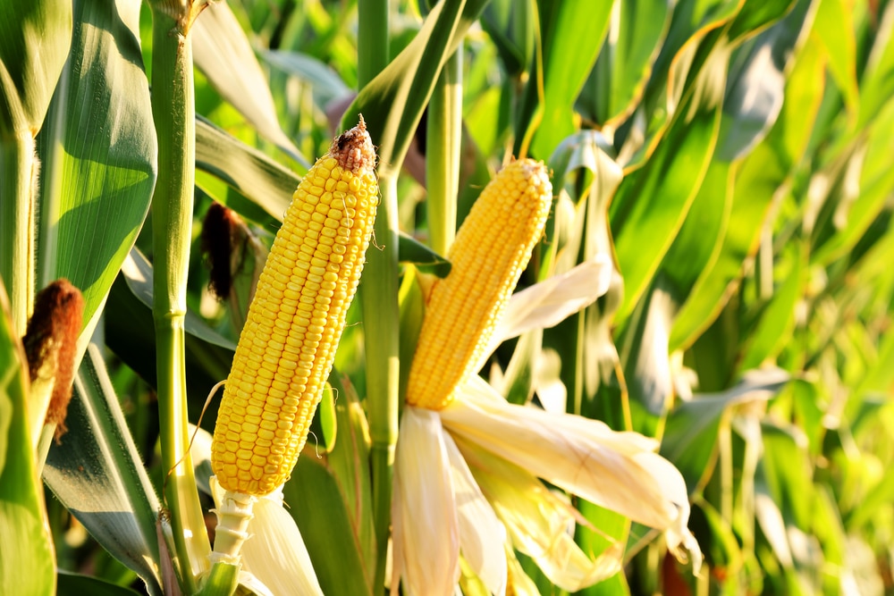 Organic Corn Variety Immune to GMO Contamination