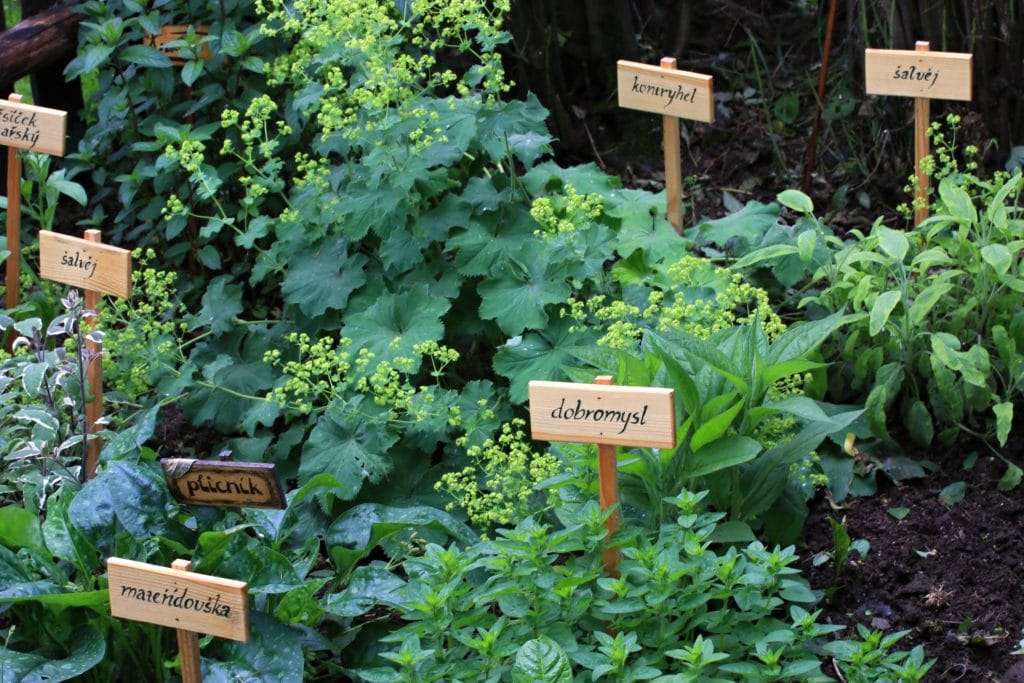 herb bed