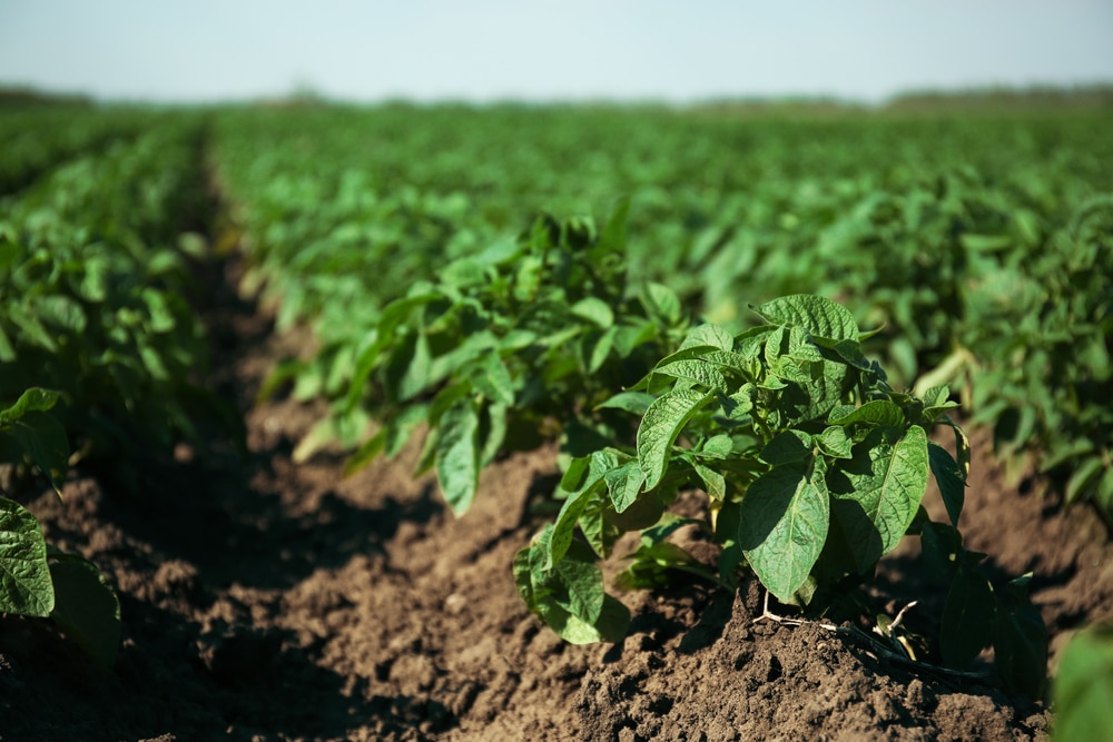 Tractor Time Episode 17: Brendon Rockey, Potato Farmer and Speaker on Biodiversity