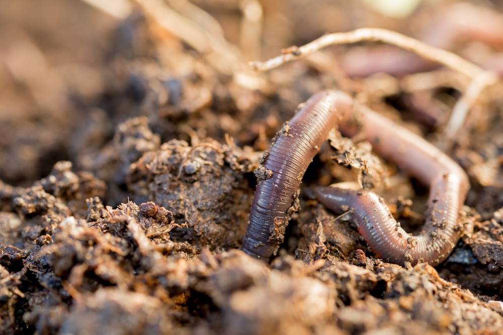 How Vermicast Benefits Soil and Plants