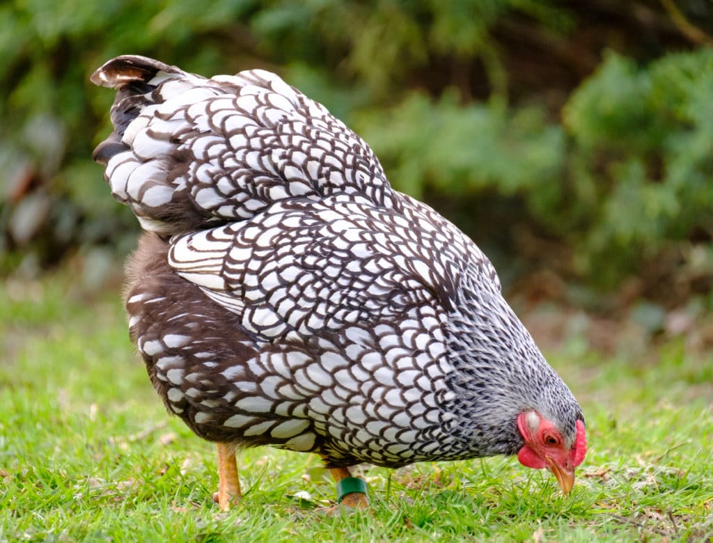 wyandotte hen